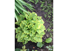 ����� Golden Tiara