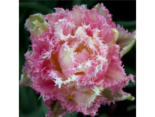 ������� ��� ������� 10 ��. ��. - 219,5 ���. ��. ���������. ������� 3 ��..jpg