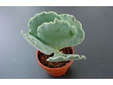 ��������� ���������(Undulata).jpg