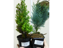 ������������ ��� ���� � ����������