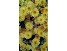 IMG 20170919 154516.jpg