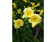 IMG 20170803 175907.jpg