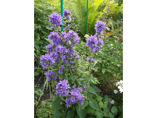 ����������� ���������