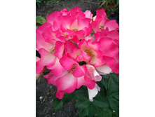 IMG 20170925 131845.jpg