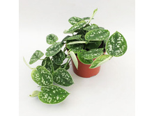 ���������� ������ (Scindapsus pictus)- 350 - 450 ���.