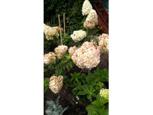 IMG 20170925 132011.jpg