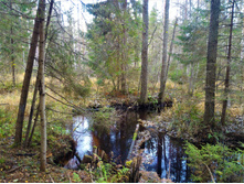 P 20171021 104237.jpg