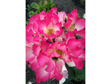 IMG 20170925 131852.jpg