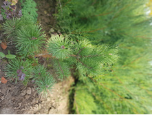 ����� ������ Mughus  275+%