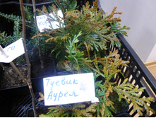 ������  Aurea