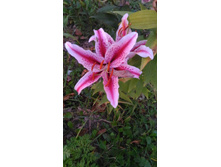 P 20170924 181714.jpg