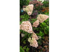 IMG 20170909 110747.jpg