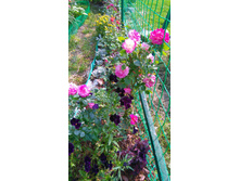 Country Girl (3).JPG