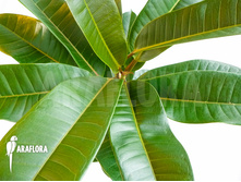 ����� ������������ ( Ficus americana Aubl. subsp. guianensis)