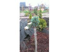 ��� ������� �����/Picea pungens Mseno