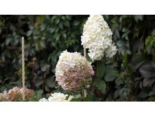 �������� �������