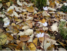 IMG 20171018 133508.jpg