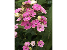 ���� ����