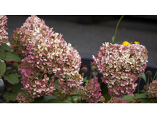 ������ �����