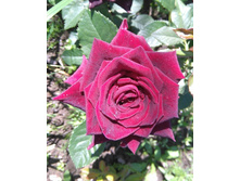 Abracadabra (4)2.jpg