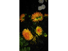 �������� ���������� "������ �����"-50 ������