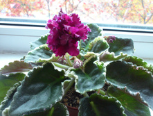 �� - ����� ���