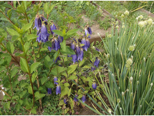 ����������� ���������