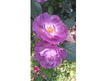 Blue for You (8).JPG