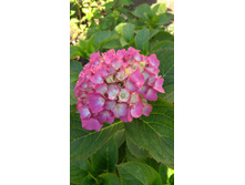 ��������� ������������� ������ �������