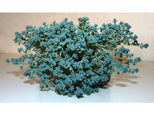 ����� ����������