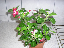 �������  (Adenium)
