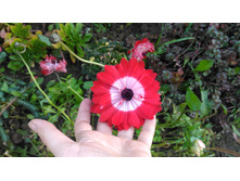 P 20171008 154854.jpg