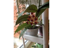 Lobbi Creem(�).JPG