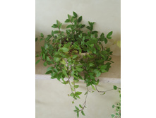 ������������ 250 ���.