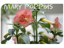 Mary Poppins.jpg