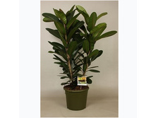 ����� ������������ ( Ficus americana Aubl. subsp. guianensis) - 550  ���.