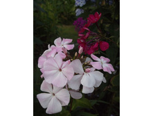 ���� ������