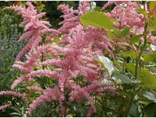 �������� ����������� �����