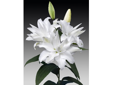 ����� My Wedding (��� �������