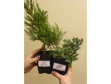 ������������ ���� ������ � ��� ����