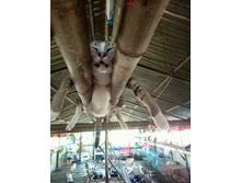 ��� �������� - ��� � ������ ...