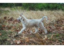 ����� ���� ���� ������