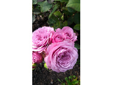 �������� ���