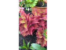 IMG 20170909 110819.jpg