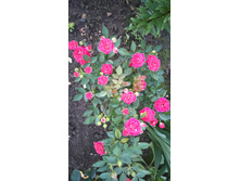 Chili Clementine (1).JPG