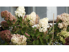 �������� �������