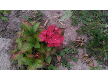 P 20170924 181959.jpg