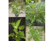 ����������� PHILODENDRON SELLOUM 'LITTLE....