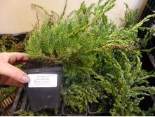 ������������ ��� ������