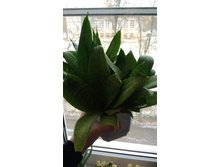 P 20171027 095319.jpg